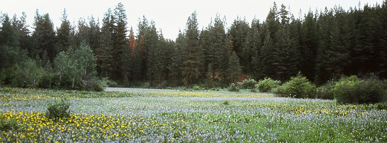 Color photo of Camas Meadows Natural Area Preserve (NAP)