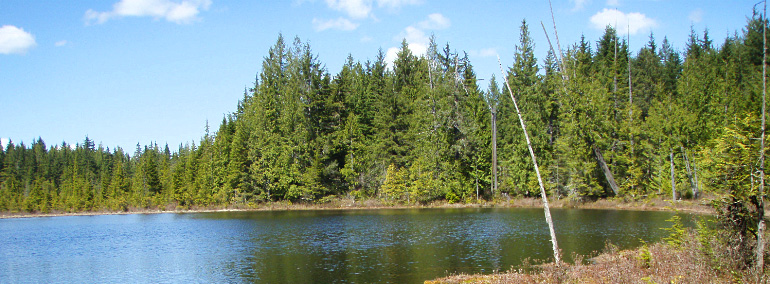Color photo of Kings Lake Bog Natural Area Preserve (NAP)