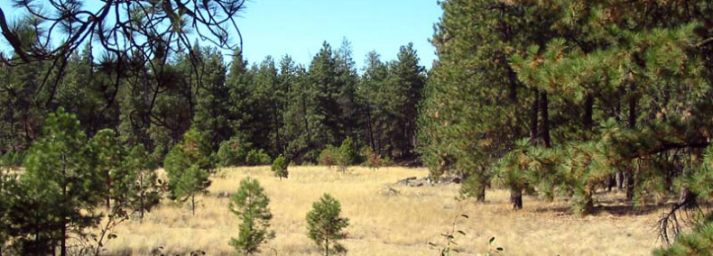 ponderosa pine/grassland ecosystem
