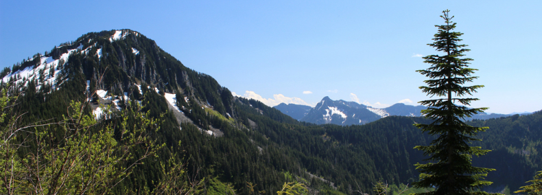View of montane forest and subalpine parklands.