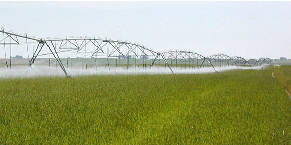 Agricultural land is irrigated by large sprinklers