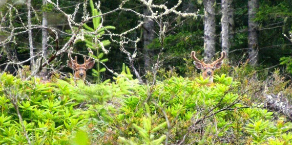 Color Photo of 2 healthy bucks blend in with brush and rhododendrons