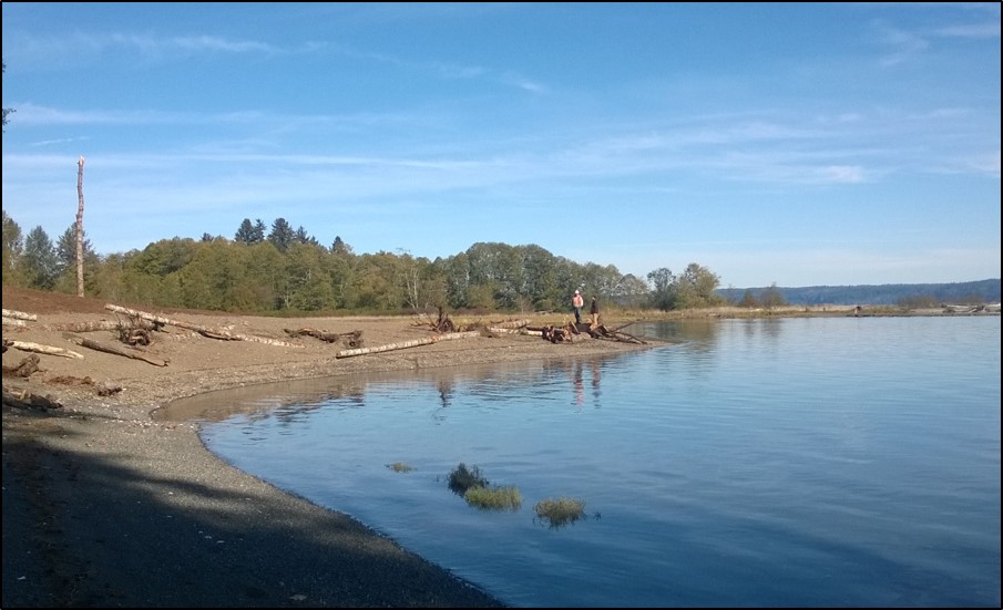 After photo of shoreline restoration in Hood Canal