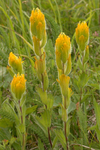 Golden paintbrush 