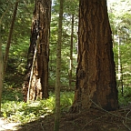 Oregon white oak woodland