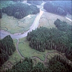  freshwater streams, freshwater wetlands and conifer forests
