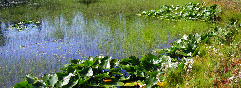 Color photo of Carlisle Bog Natural Area Preserve