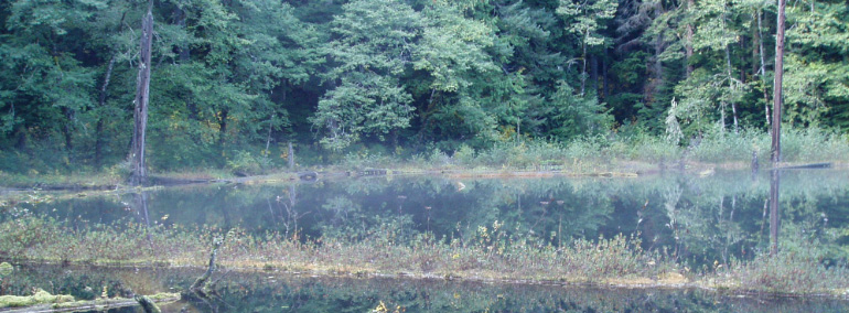 Color photo of Charley Creek Natural Area Preserve (NAP)