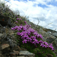 Landscape abloom with bright color.