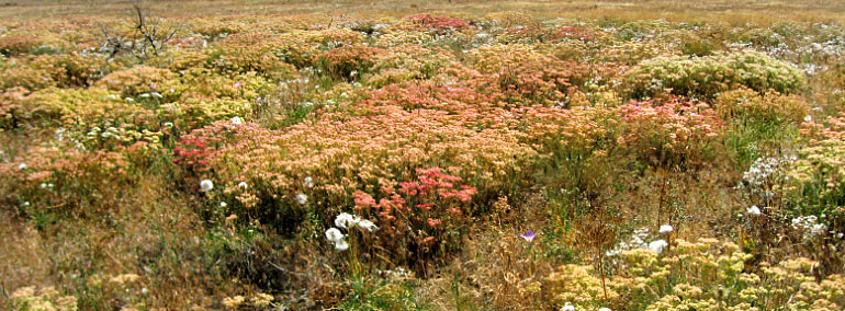 Color photo of Cleveland Shrub Steppe Natural Area Preserve (NAP)