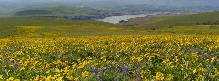 Color photo of wildflower field in Columbia Hills Natural Area Preserve (NAP)