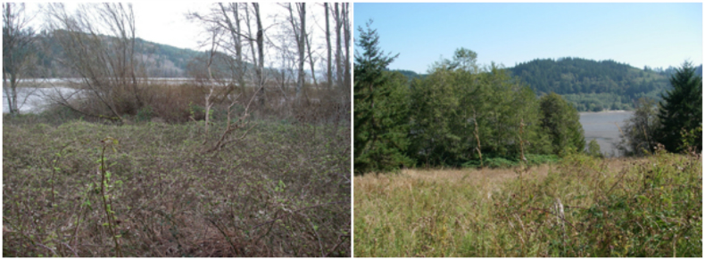 Restoration at Dabob Bay Natural Area - before and after.