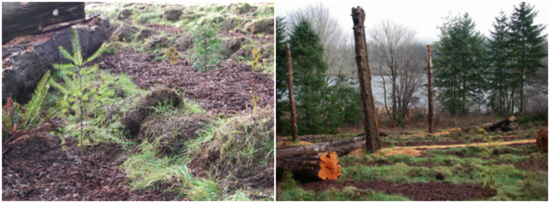 Restoration at Dabob Bay Natural Area - before and after.