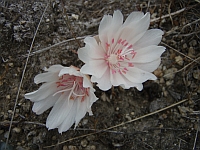 Landscape is abloom with white flowers.