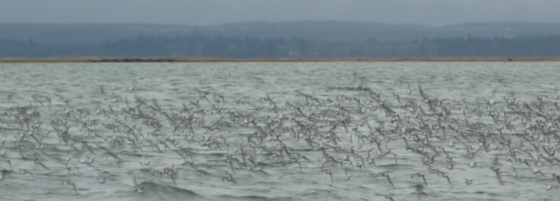 large colony of nesting seabirds