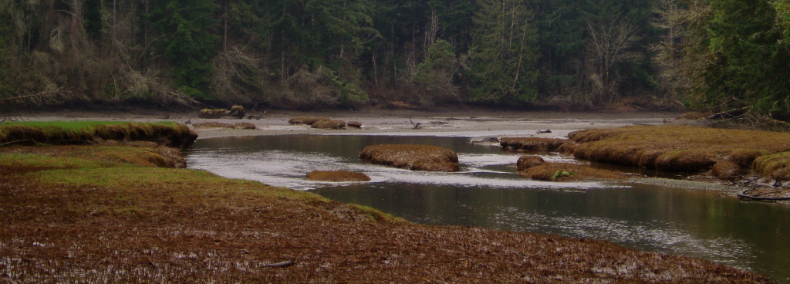 creek and estuary