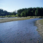 Kennedy Creek Salmon Trail along the water.