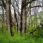 lush green under brush