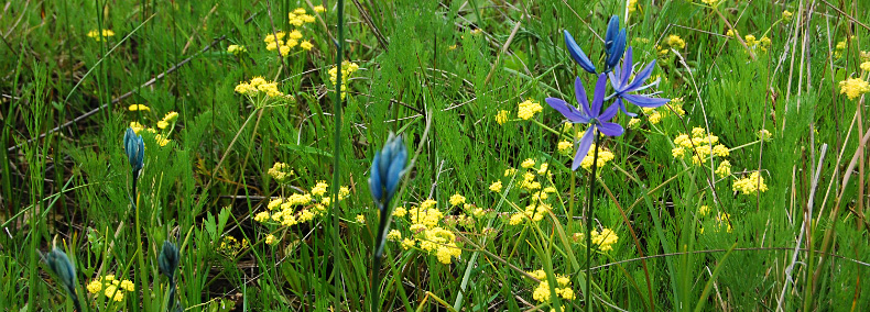 Lacamas Prairie Natural Area