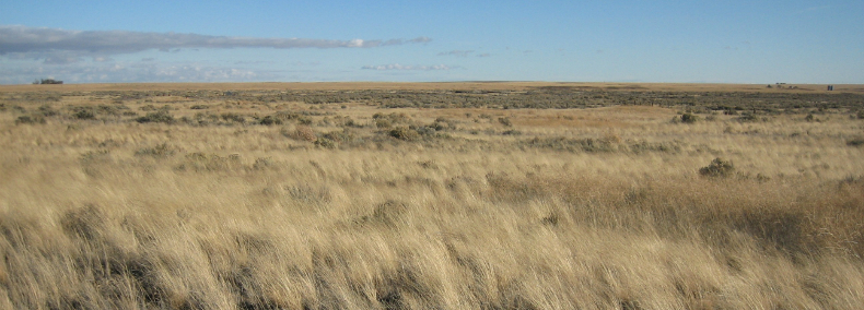 Golden native shrub-grasslands.