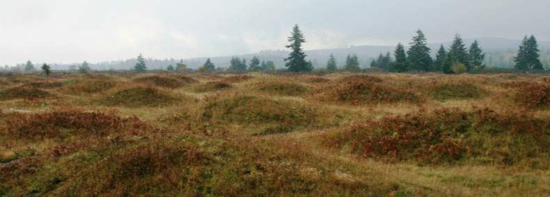 Mound landforms and Puget prairie grasslands.