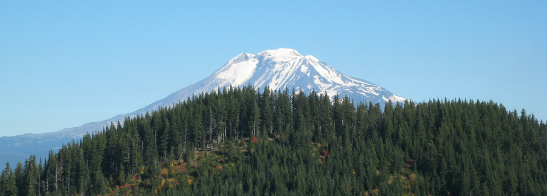 grand fir - Douglas-fir forest
