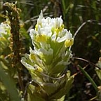 hemlock/skunk cabbage