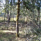 Oregon white oak 