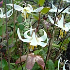 the landscape is abloom with white flowers.