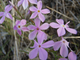 The landscape is abloom with small flowers.