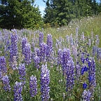 The landscape is abloom with purple color.