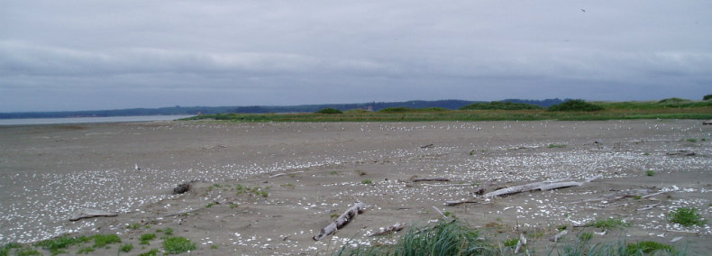 mall sandy accretion island protects nesting seabird colonies