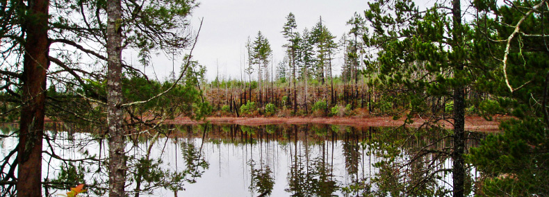 shore-pine forested sphagnum bog