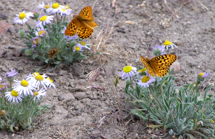 Current management includes control of invasive weeds, primarily diffuse knapweed and cheat grass.