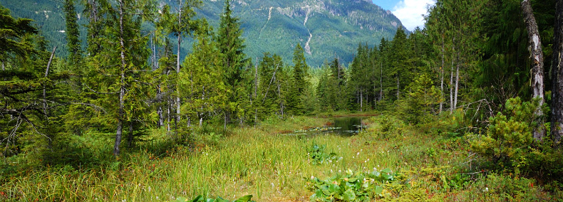 sphagnum moss bog and freshwater wetland system