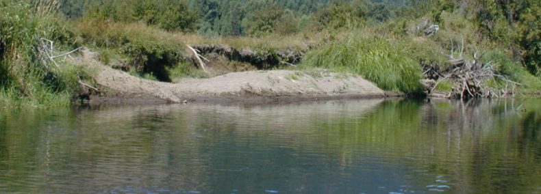 This pond is one of only seven in Wa. that hosts the Oregon Spotted Frog.