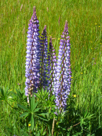 Spring color abloom in bright purple.