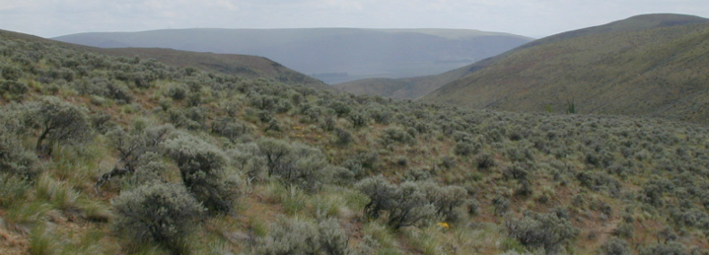 largest known population of Whited's milkvetch