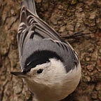 Slender Billed Nuthatch