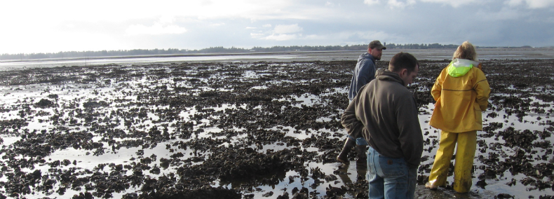 This small sandy accretion island in Grays Harbor supports nesting seabird colonies including western gulls and Caspian terns.