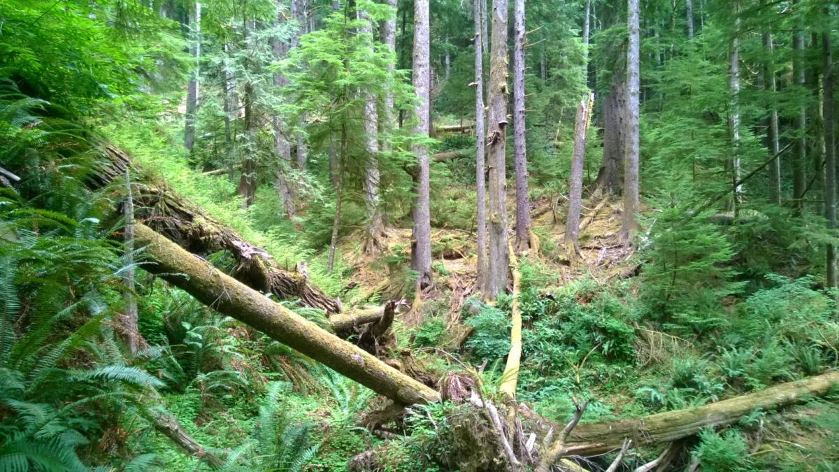 mature conifer forest habitat