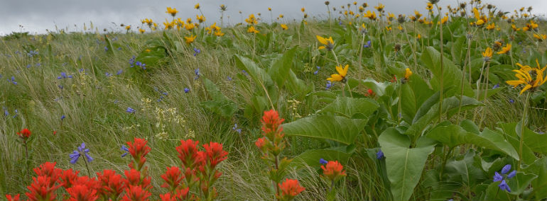 Northern Rocky Mountain grassland in the Blue Mountains