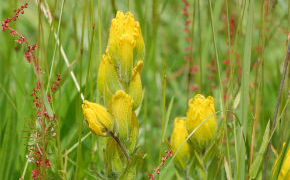 Castilleja levisecta