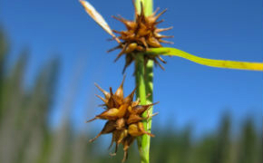 Carex flava