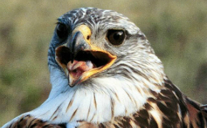 ferruginous hawk