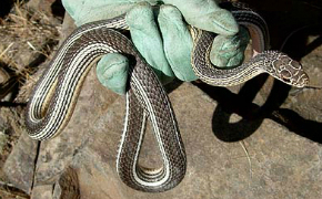 striped whipsnake