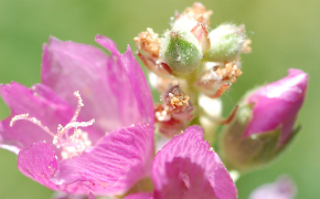 Sidalcea oregana var. calva