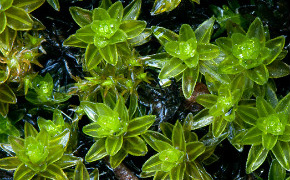 Scouleria marginata