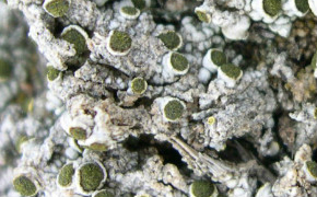 Texosporium sancti-jacobi