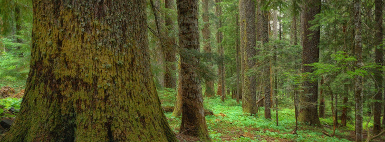 Old-growth noble fir at Goat Marsh NRA